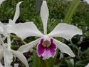 Laelia purpurata